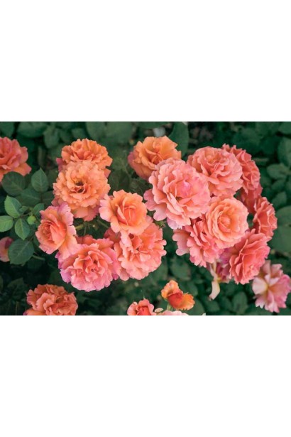 Троянда Easy Does It 